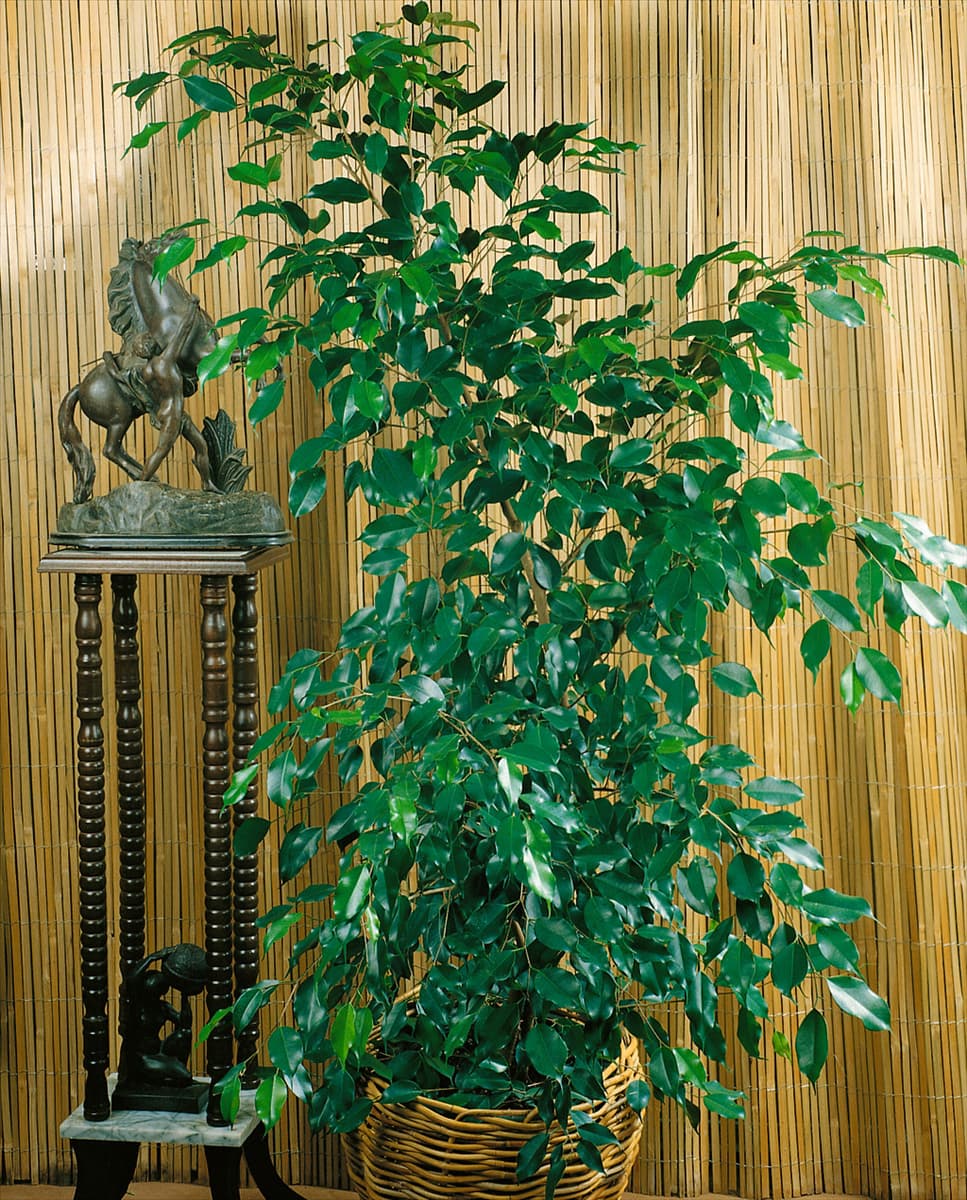 FICUS BENJAMINA EXOTICA