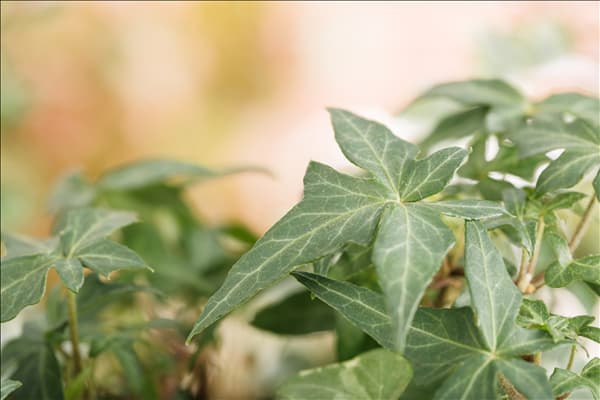 Hedera helix