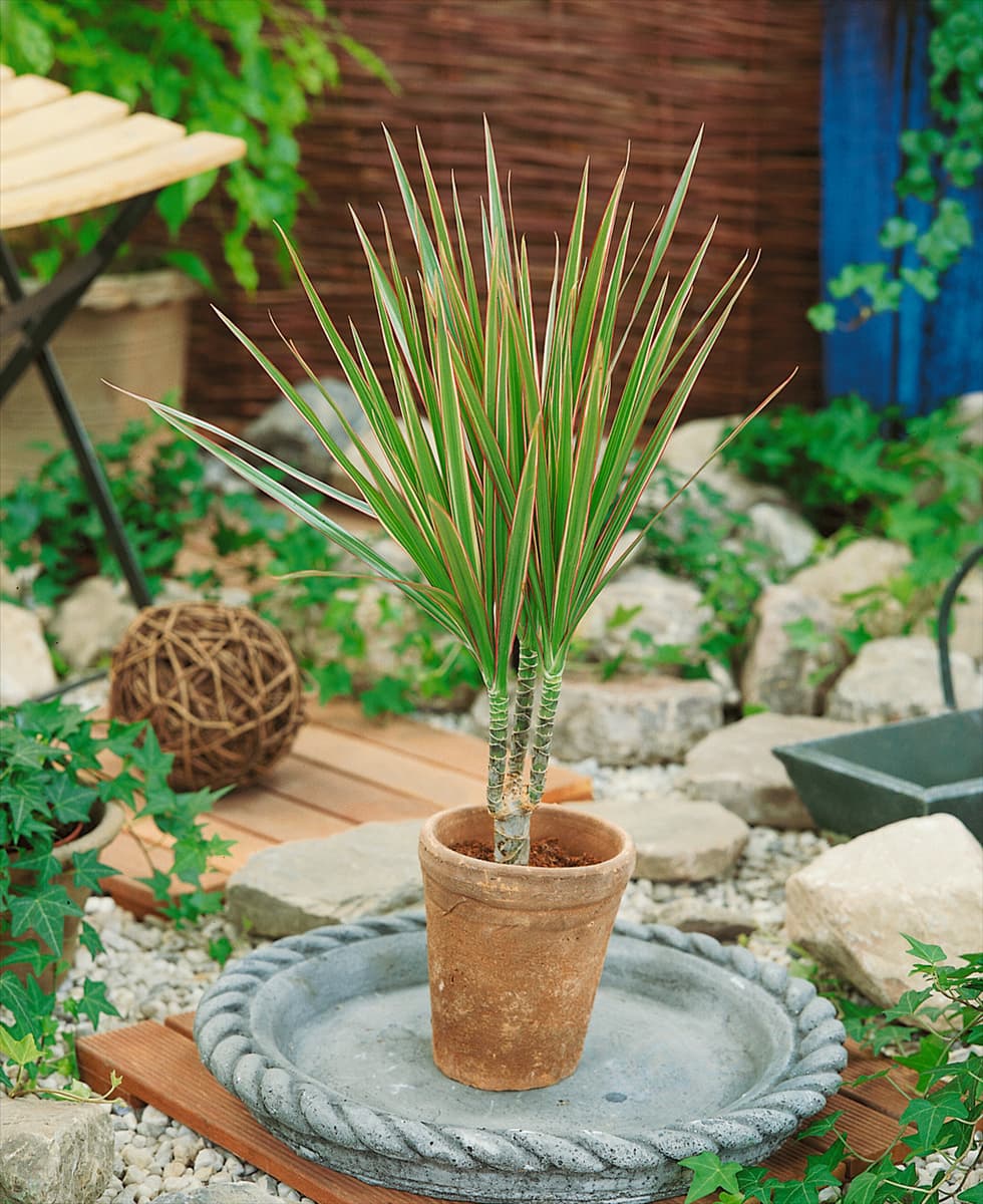 Dracaena marginata Bicolor