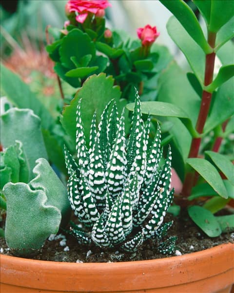 Haworthia fasciata 'Big Band'