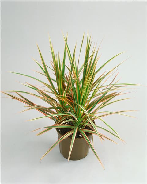 Dracaena marginata 'Magenta'