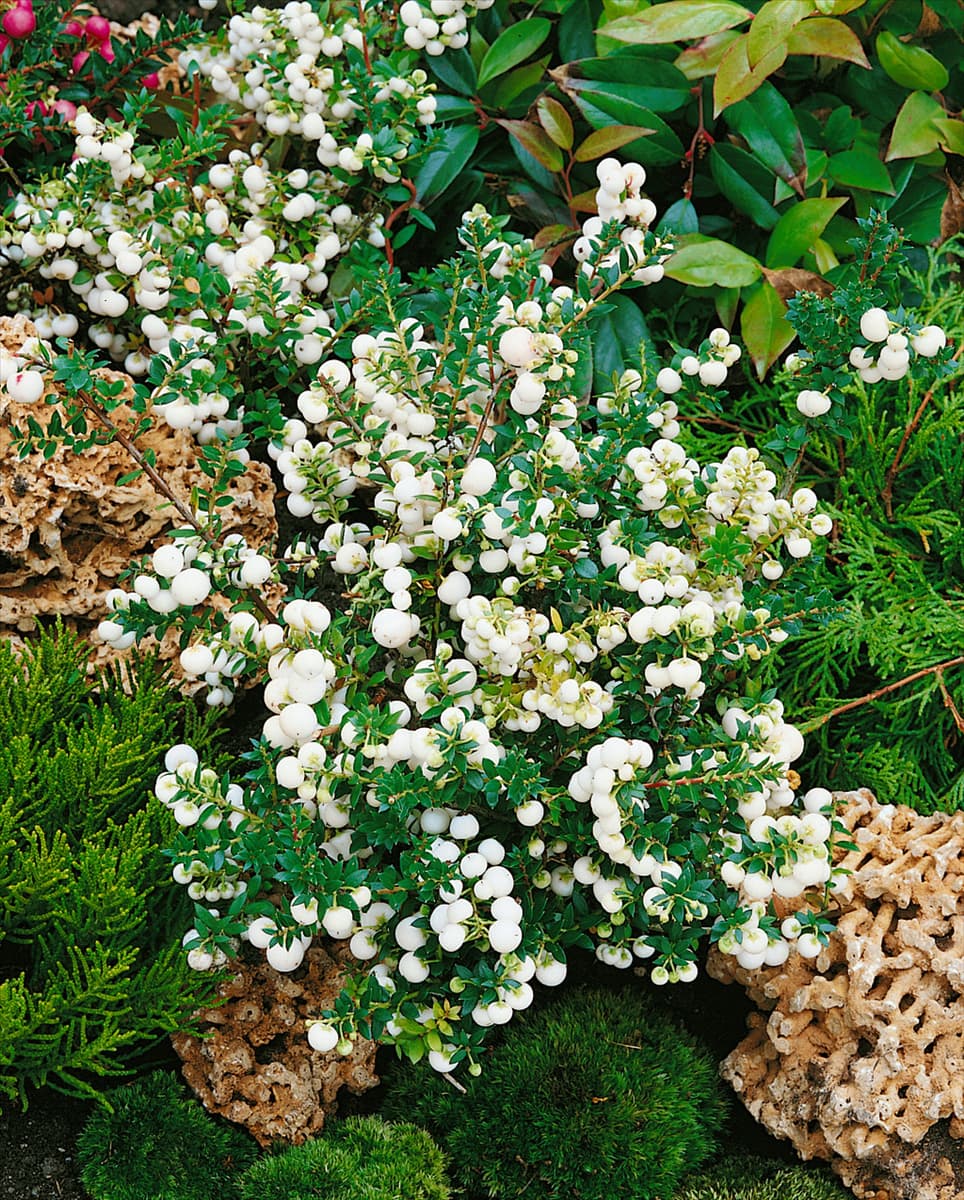 Gaultheria mucronata Alba