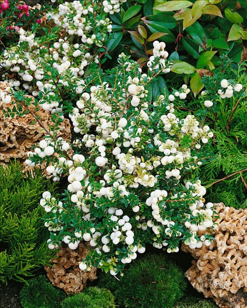 Gaultheria mucronata 'Alba'