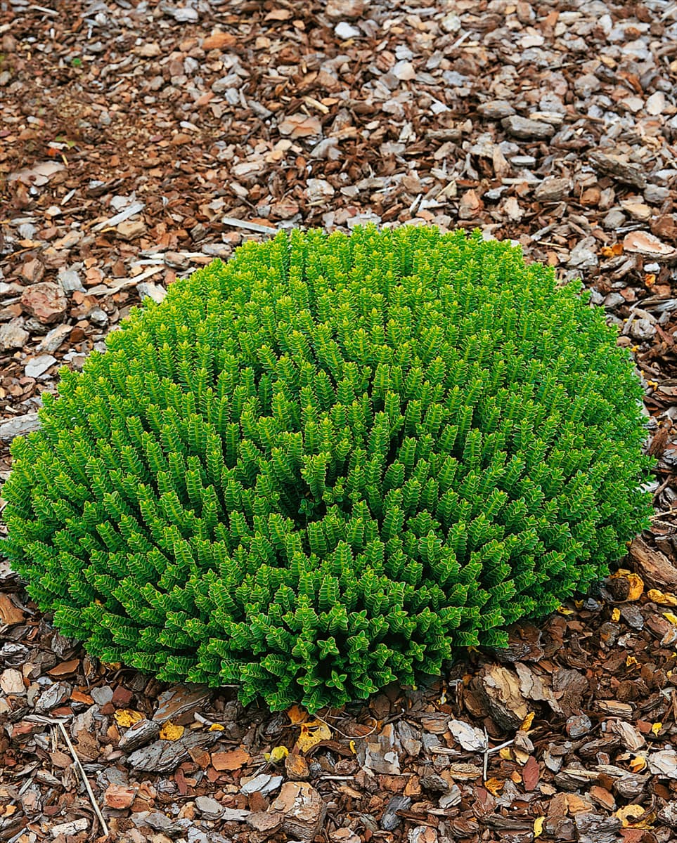 Hebe buxifolia Nana