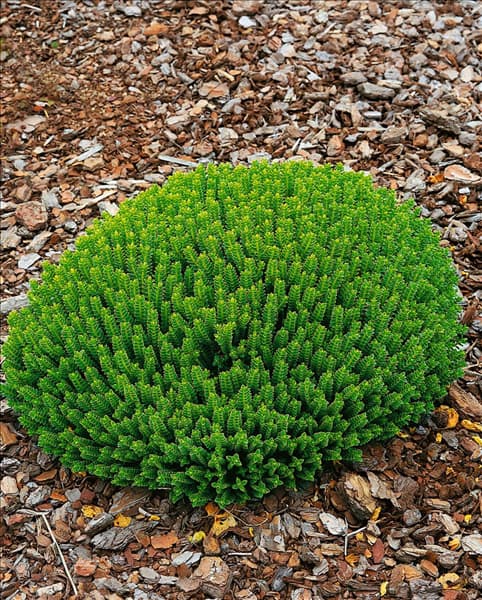 Hebe buxifolia 'Nana'