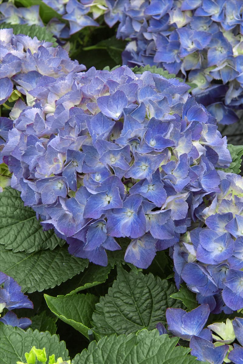 Hydrangea macrophylla All Summer Beauty