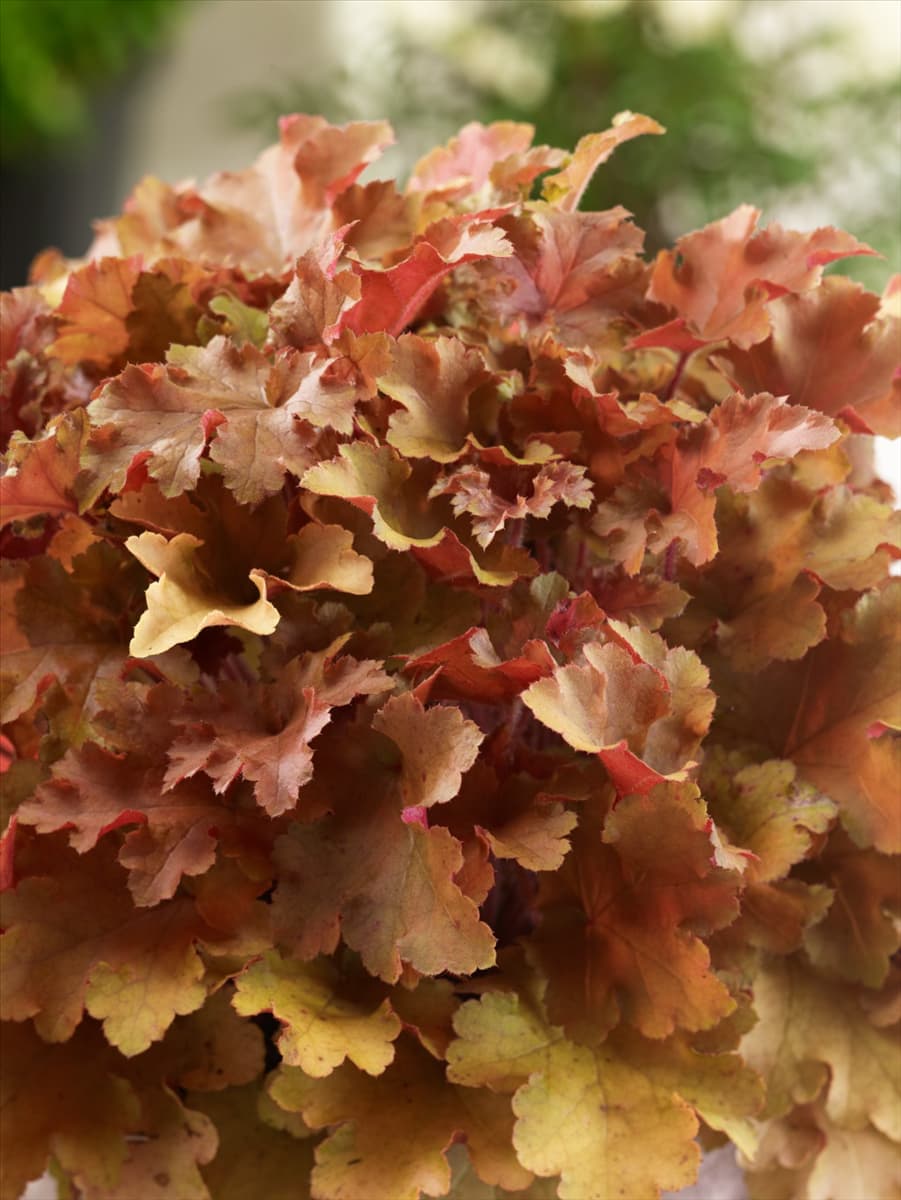 Heuchera Marmalade