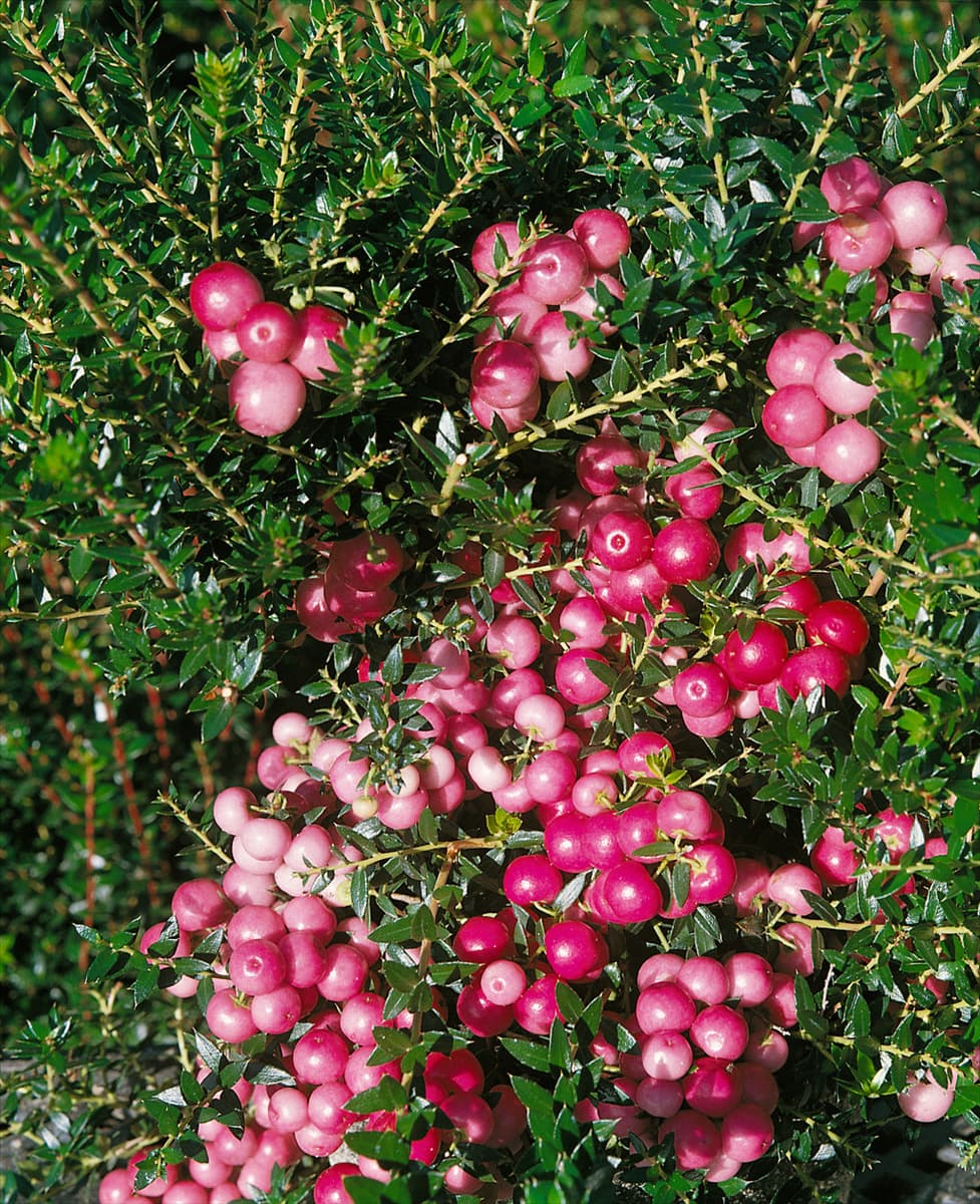 Gaultheria mucronata Mulberry Wine