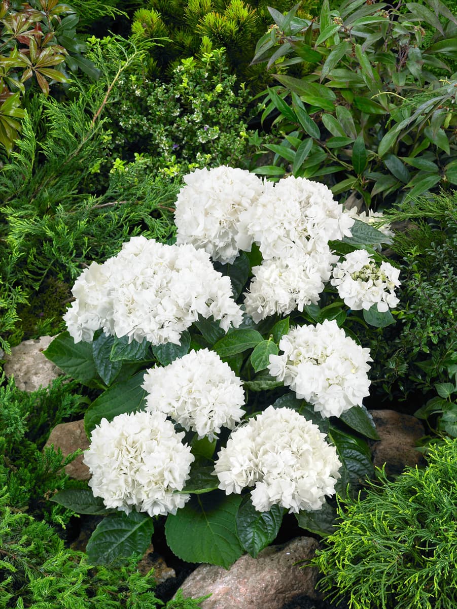 Hydrangea macrophylla Coco