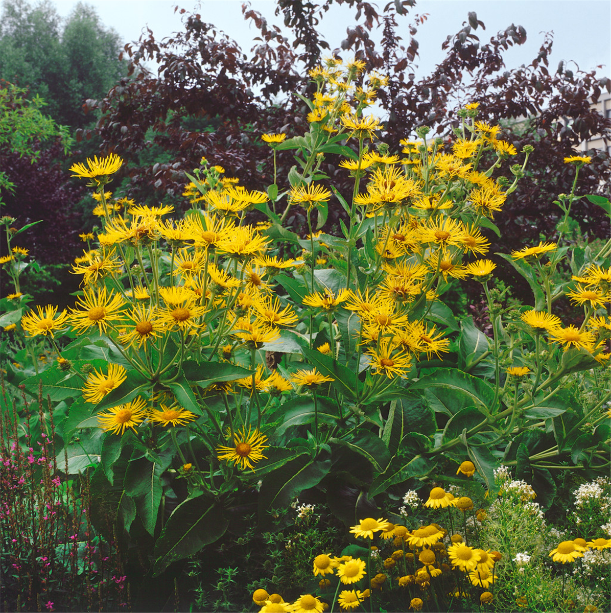 INULA HELENIUM