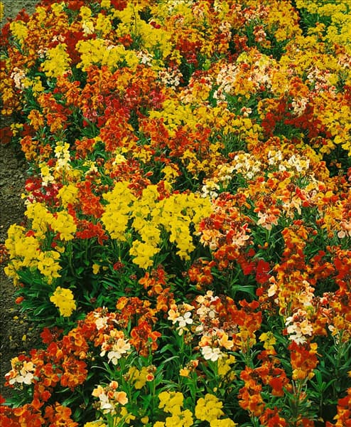 Erysimum cheiri 'Aida'