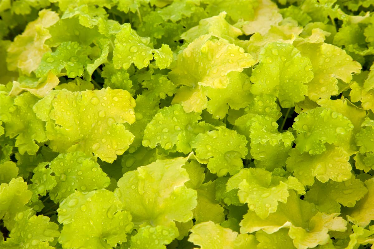 Heuchera Lime Ricky