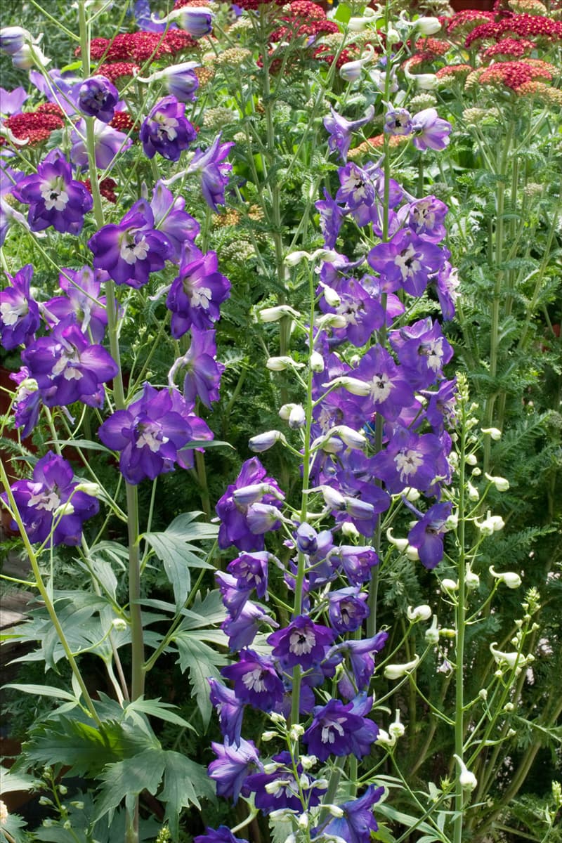 Delphinium Pacific-Grp. King Arthur