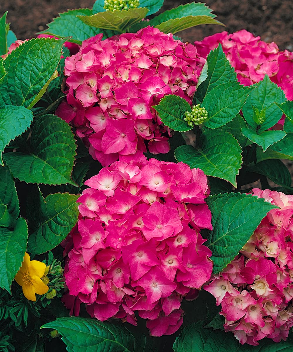 Hydrangea macrophylla Rosita