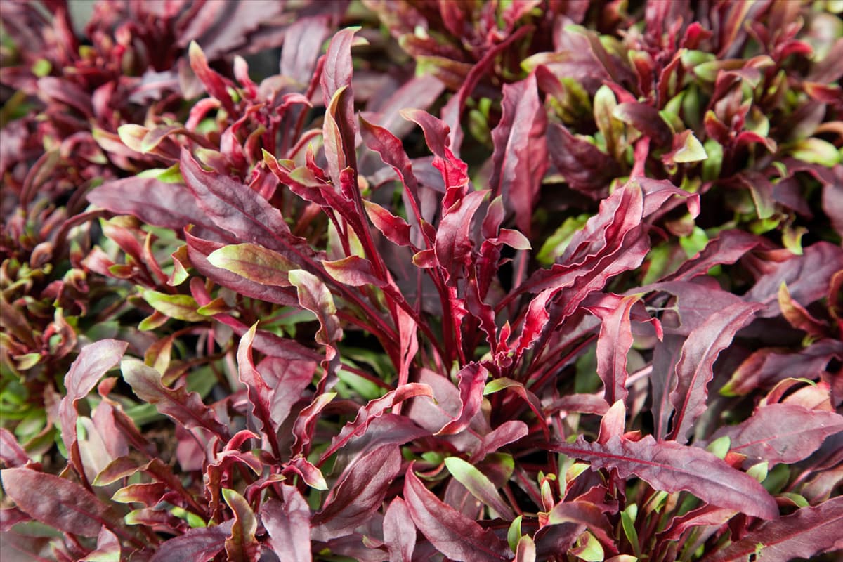 Gaura lindheimeri Gaudi Red