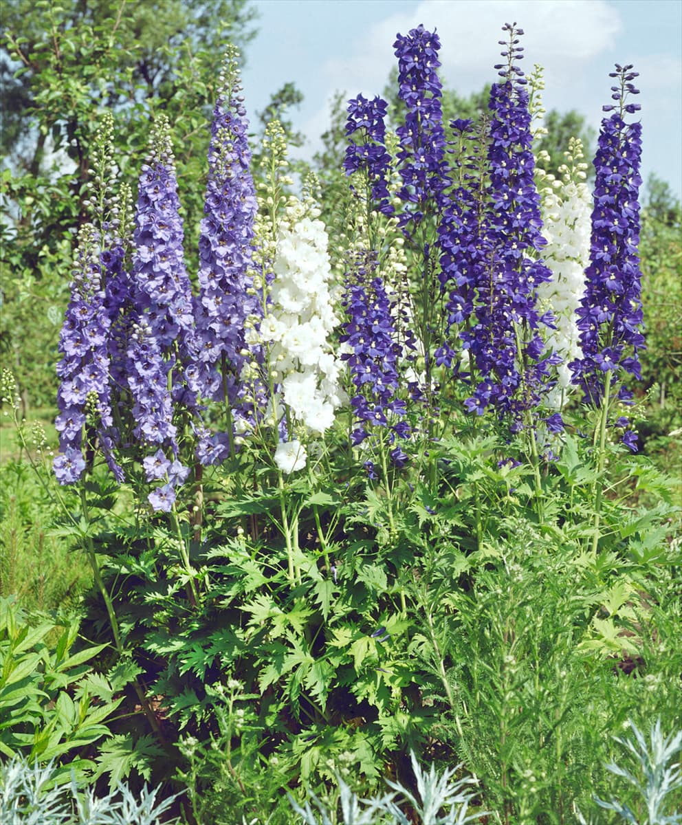 DELPHINIUM PACIFIC GIANT