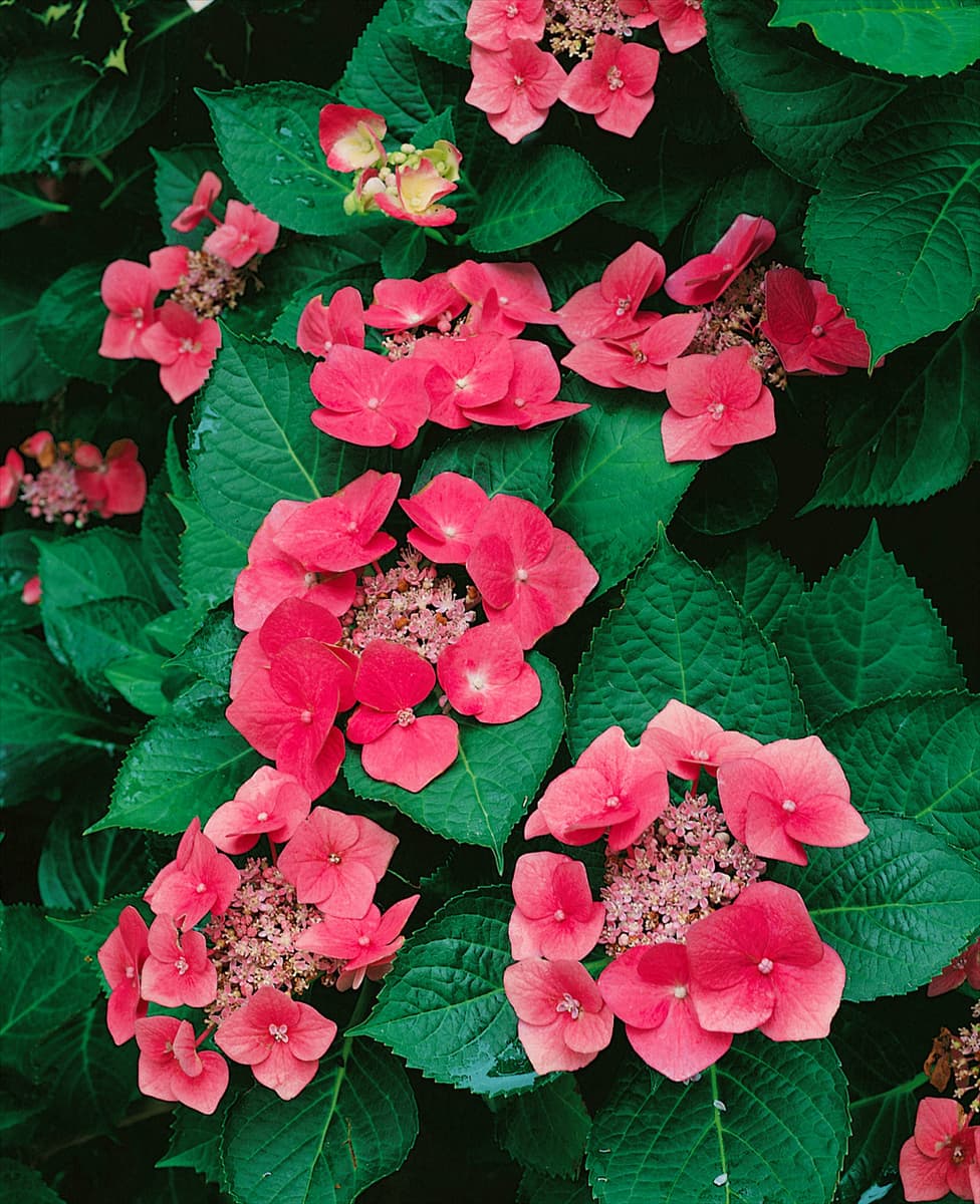 Hydrangea macrophylla Rotkehlchen