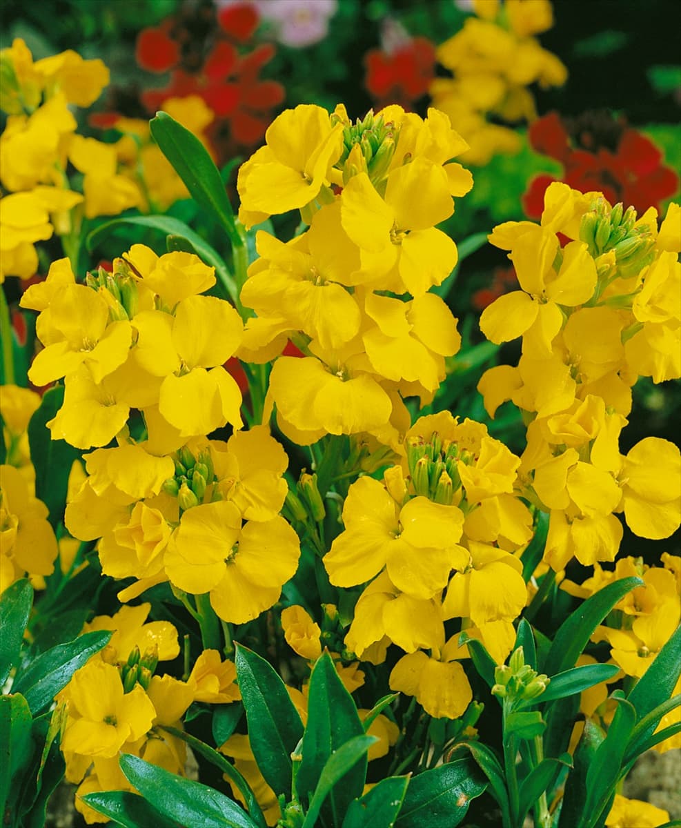 Erysimum cheiri Golden Monarch