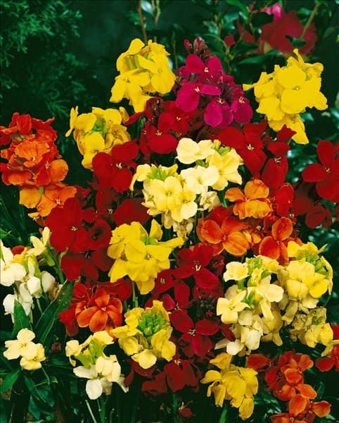 Erysimum cheiri 'Sugar Rush'