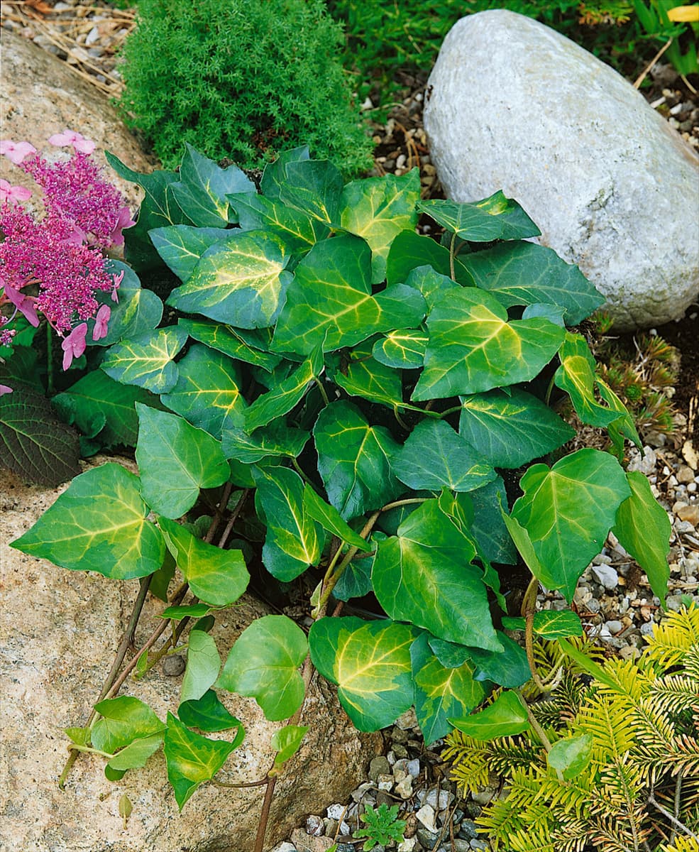 HEDERA colchica Sulphur Heart