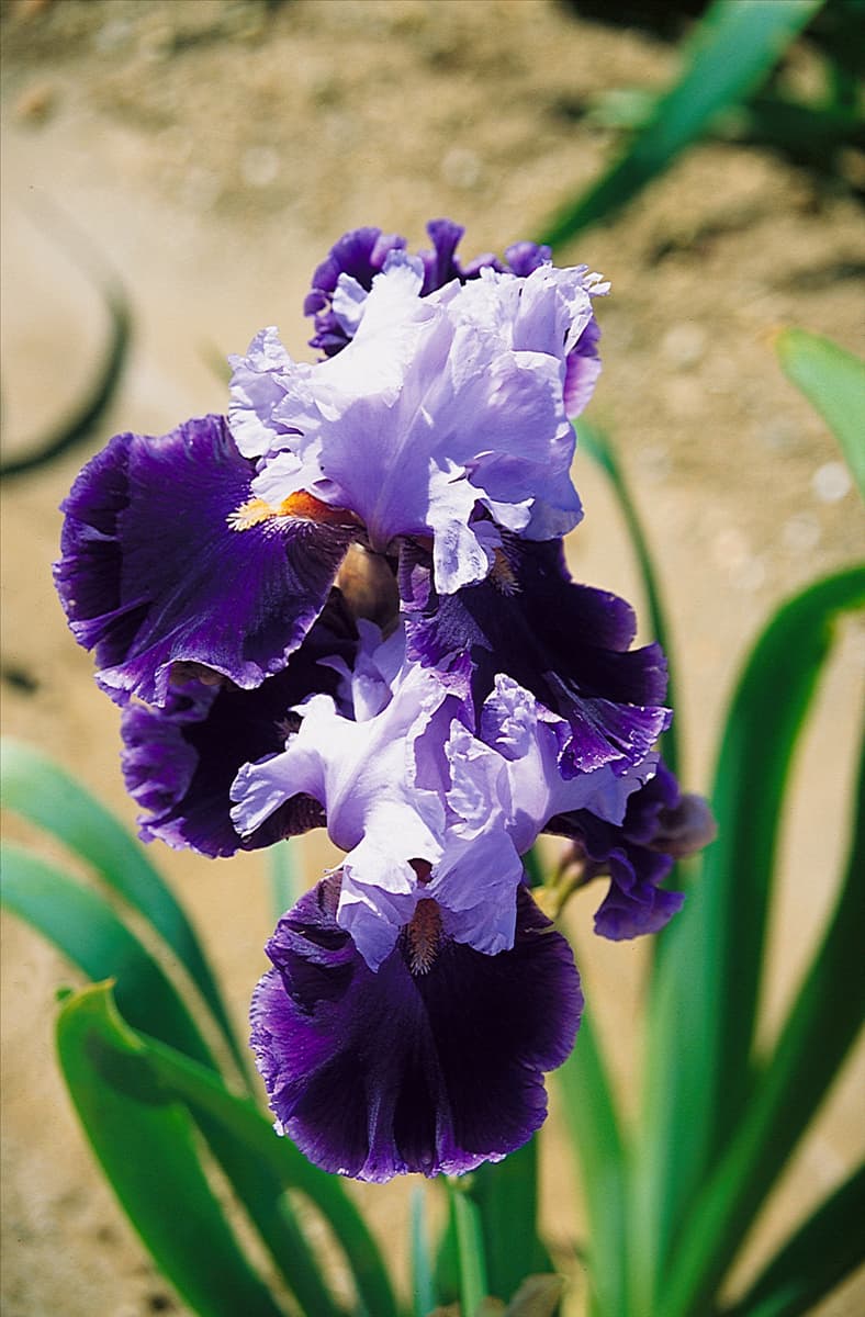 Iris germanica In Town