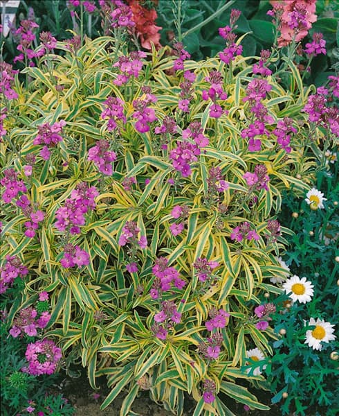 Erysimum linifolium 'Constant Cheer'