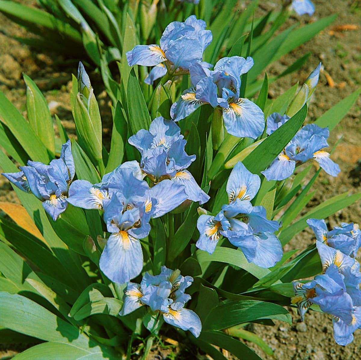 IRIS PUMILA