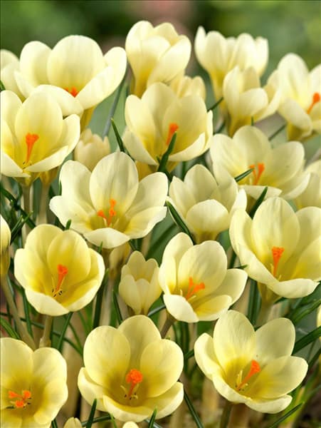 Crocus chrysanthus 'Cream Beauty'