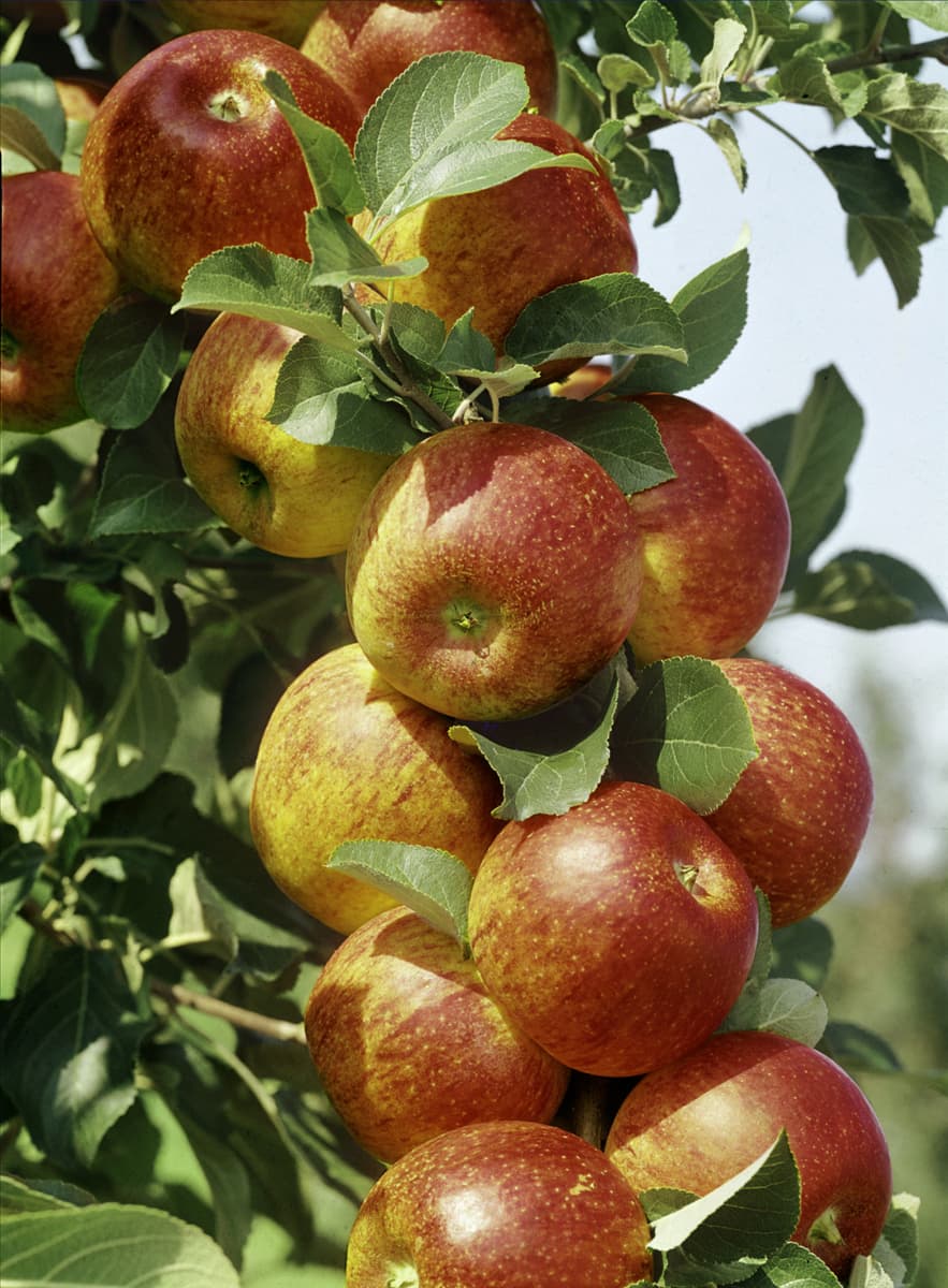 Apfel / Malus domestica Alkmene (R)