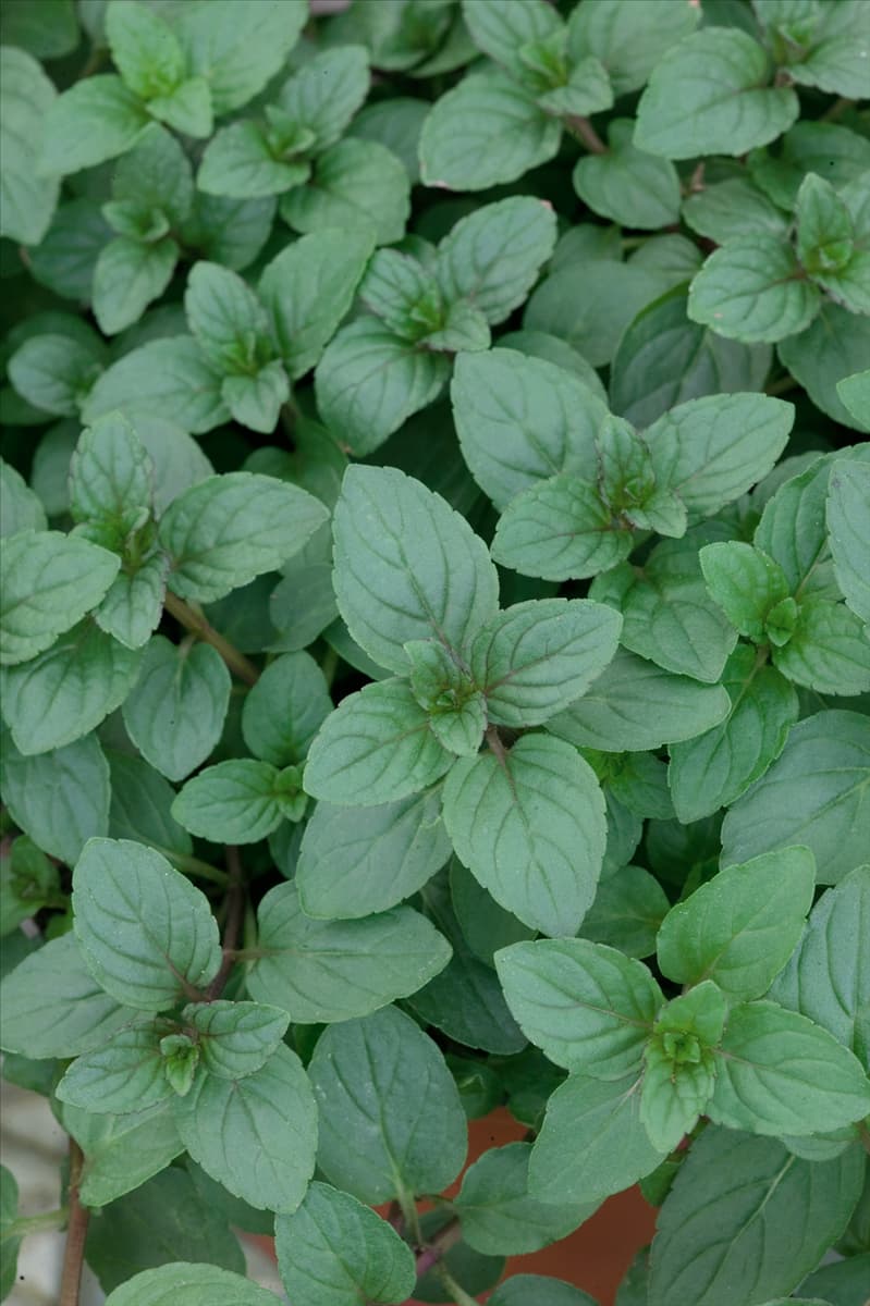 Mentha x piperita Chocolate