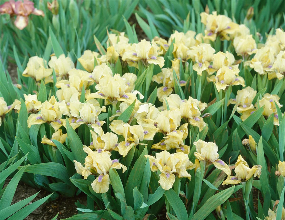 Iris pumila