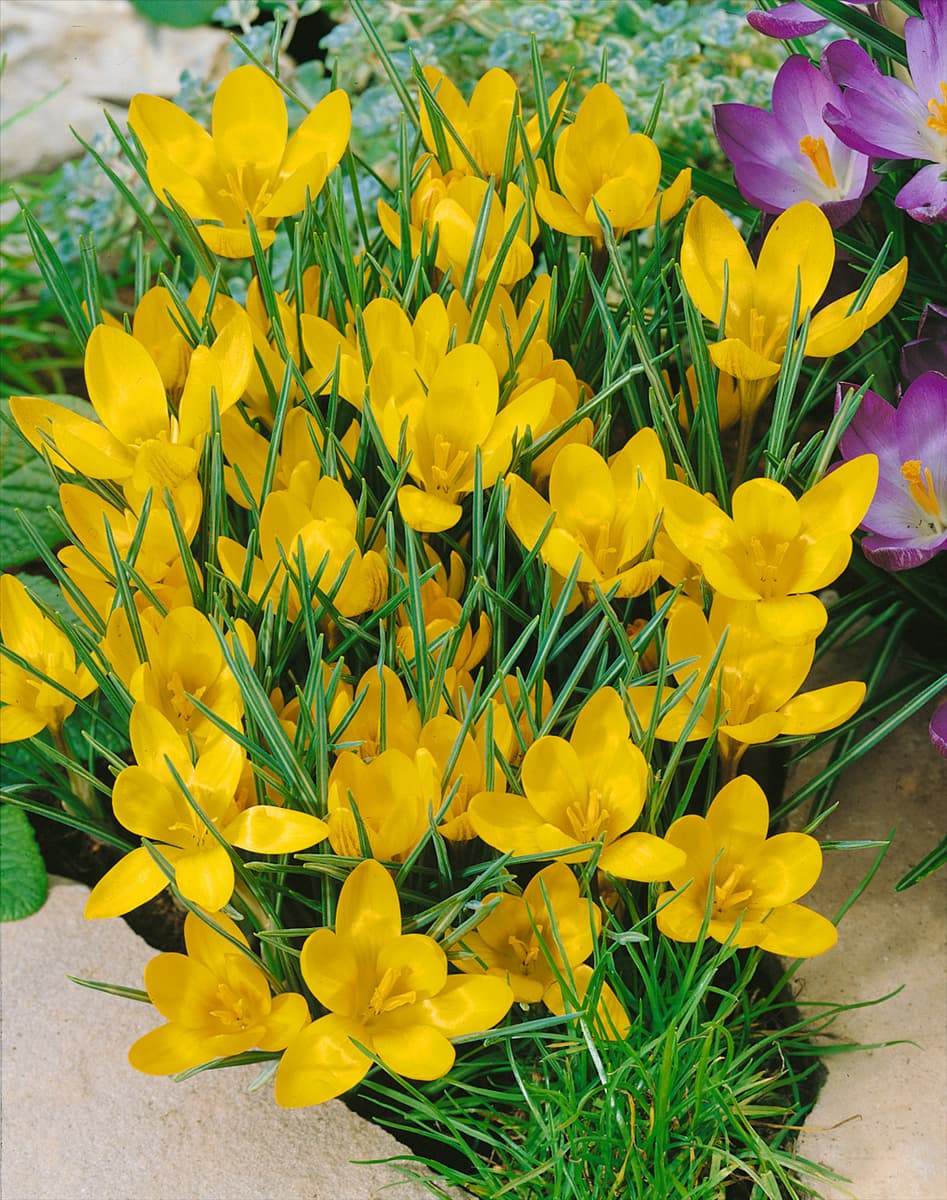 Crocus chrysanthus E.P. Bowles