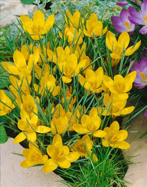 Crocus chrysanthus 'E.P. Bowles'