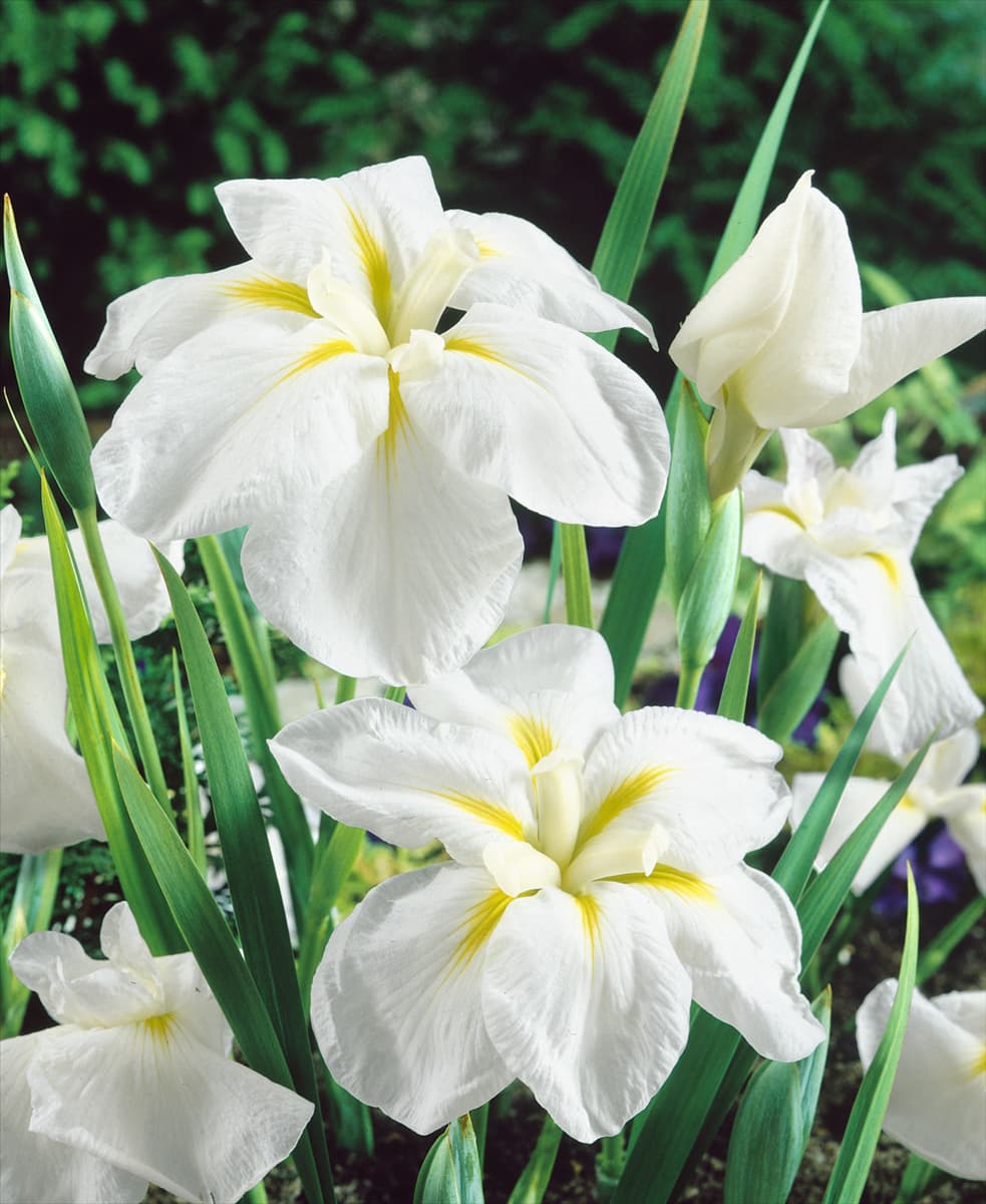 Iris ensata Moonlight Waves