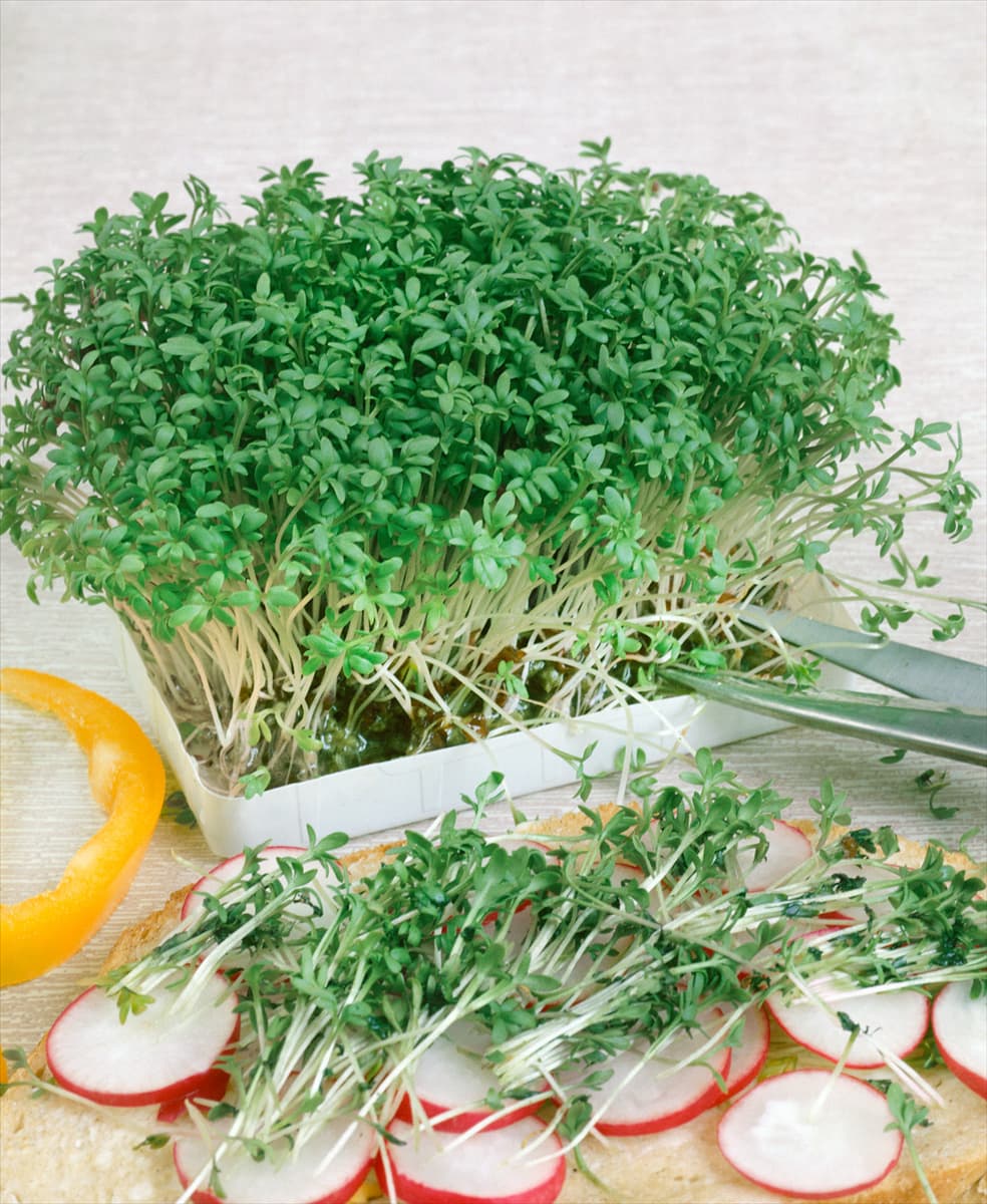 Gartenkresse / Lepidium sativum