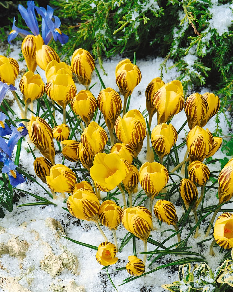 Crocus chrysanthus Gipsy Girl