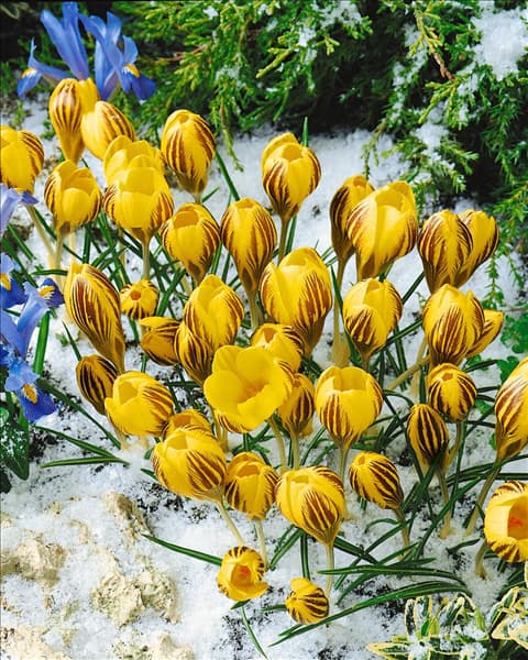 Crocus chrysanthus 'Gipsy Girl'