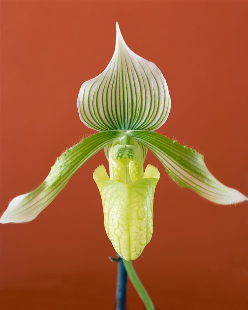 Paphiopedilum Clair de Lune