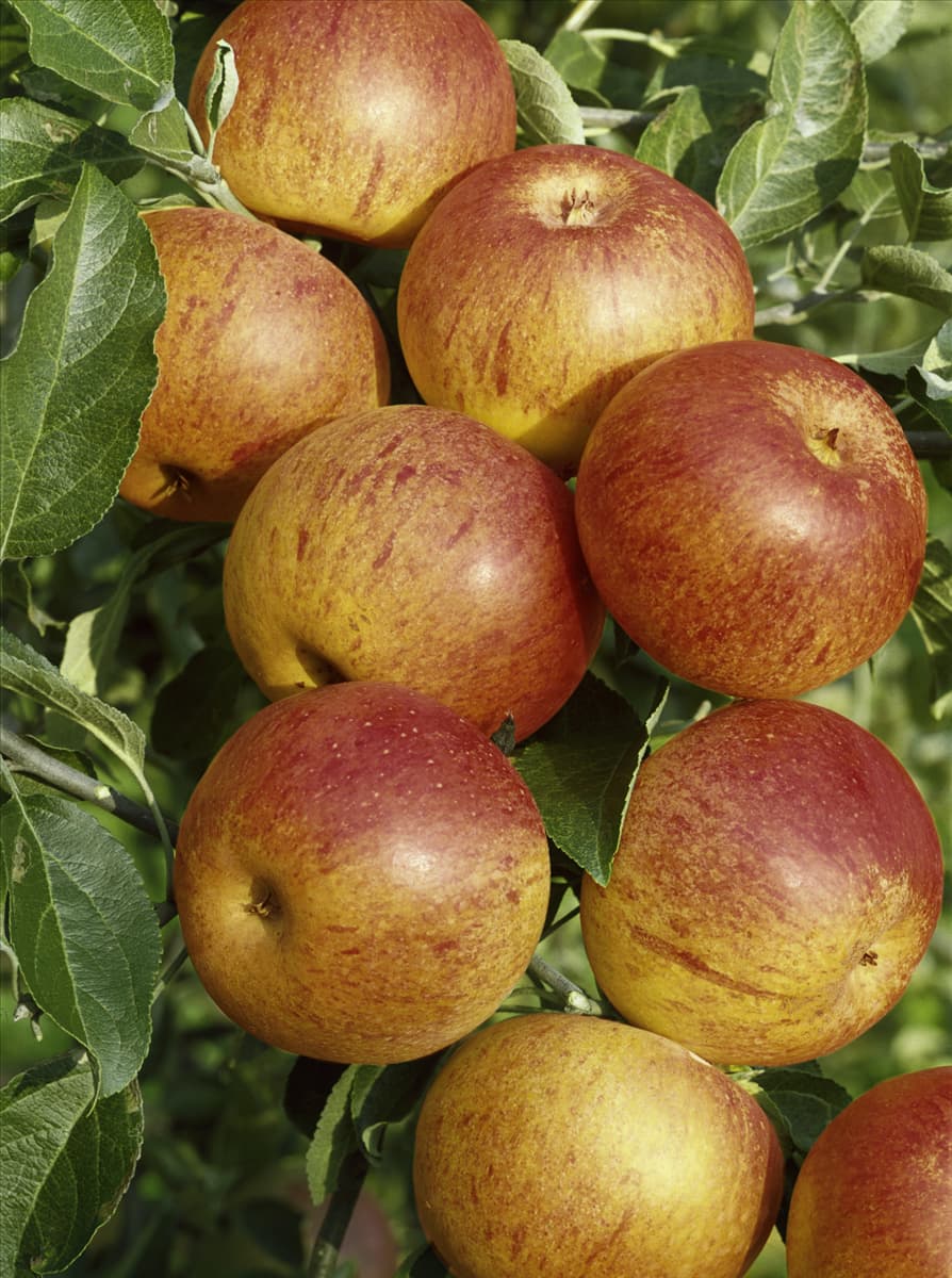 Apfel / Malus domestica Reinette Cox Orange