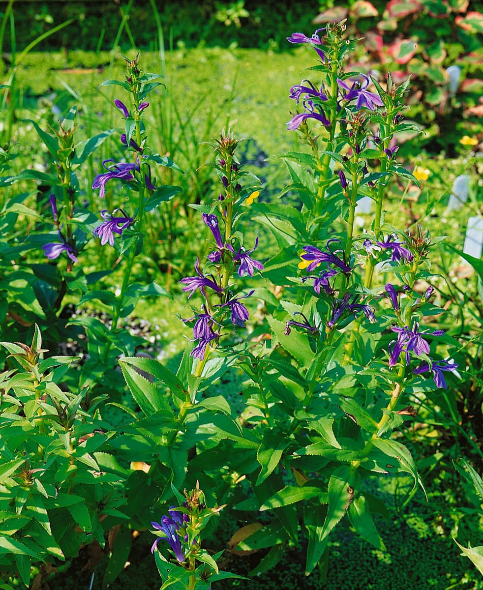 Lobelia sessilifolia