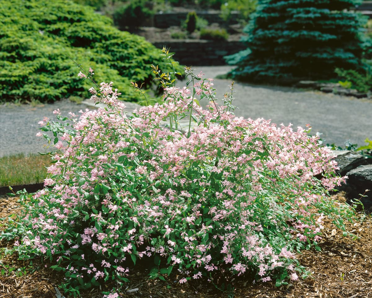 KOLKWITZIA AMABILIS ROSEA
