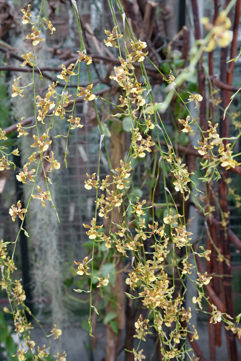 Oncidium, gelb