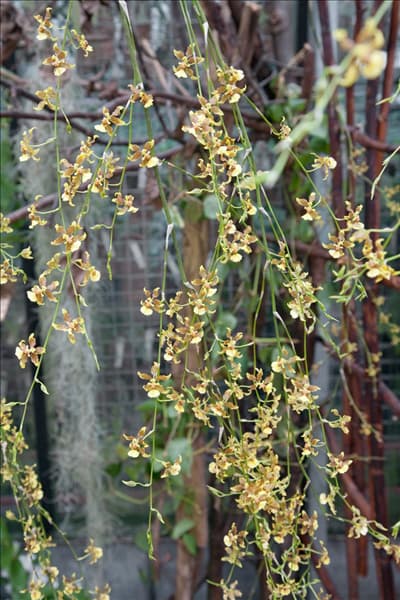 Oncidium 'Tiny Twinkle'