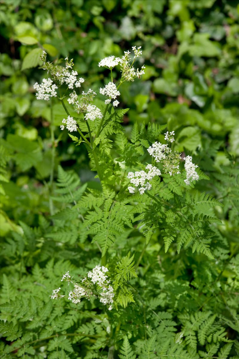 Myrrhis odorata