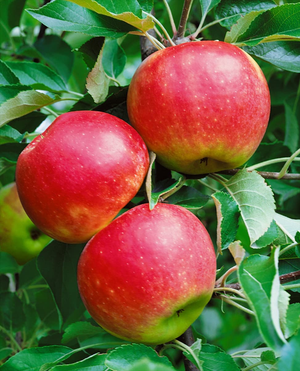 Apfel / Malus domestica Daliest (Elista)
