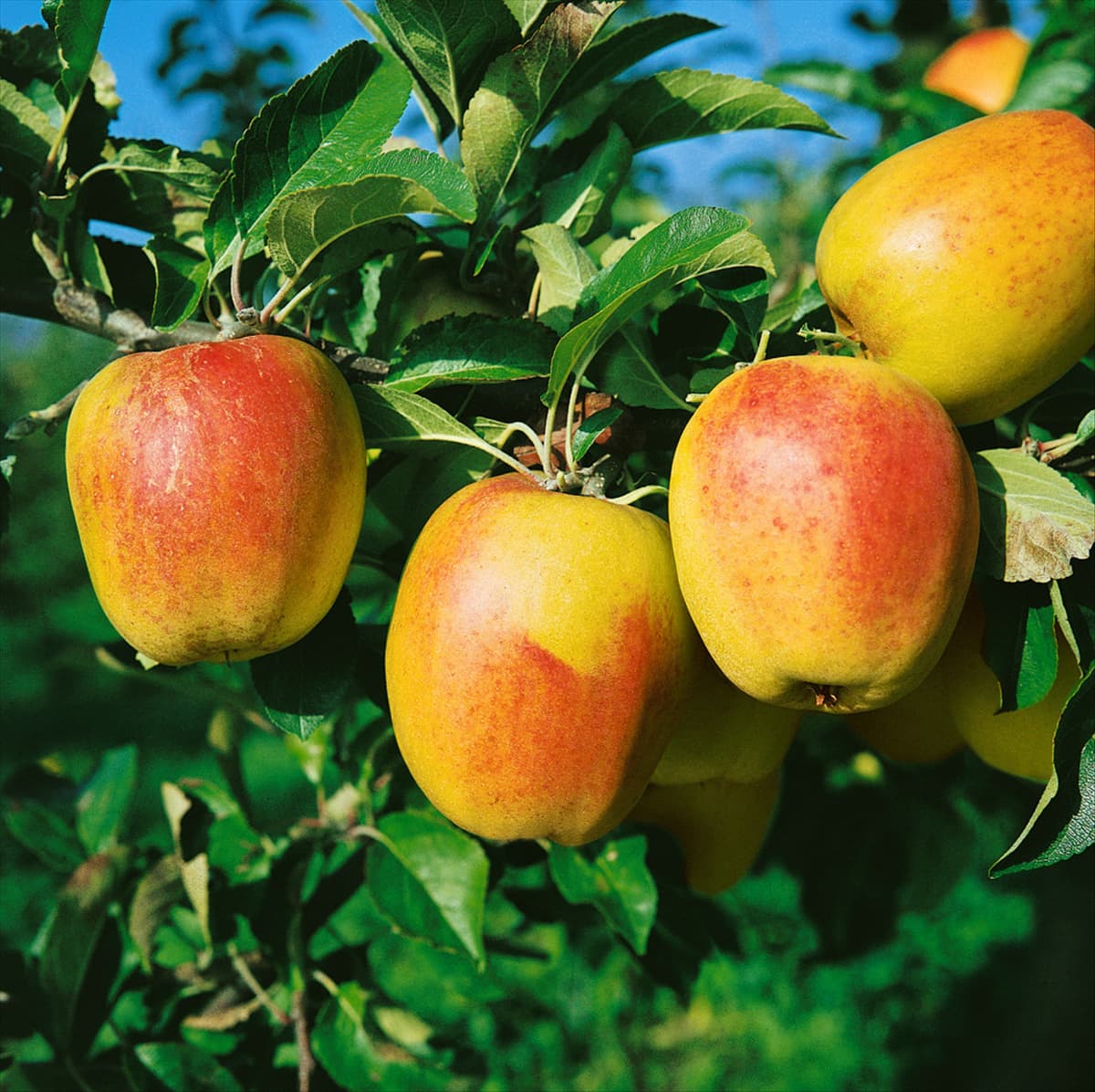 Apfel / Malus domestica Glockenapfel