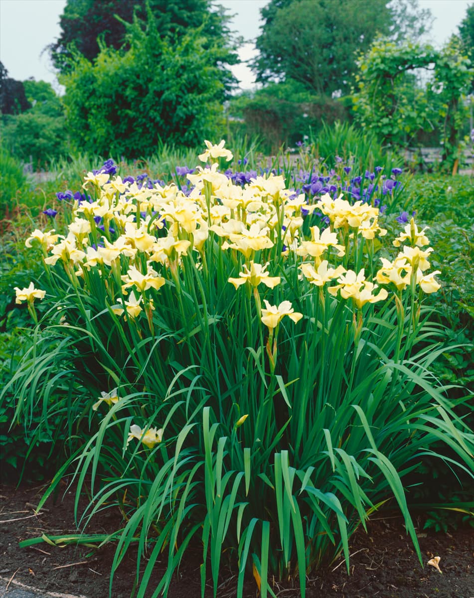 Iris sibirica Butter and Sugar