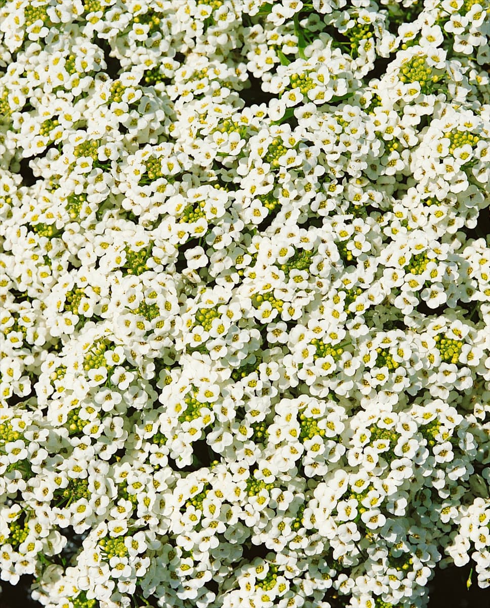 Lobularia maritima Carpet of Snow