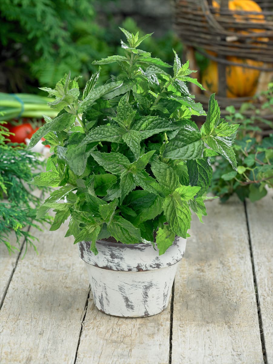 Mentha x piperita