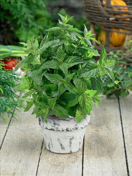 Mentha x piperita 'Bergamot'